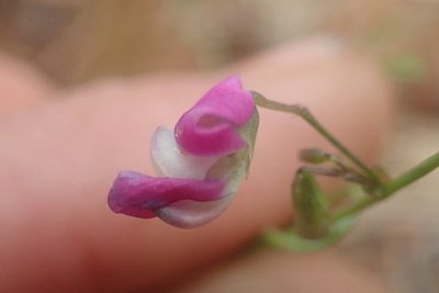Vigna vexillata, photographed by Jimmy Whatmore