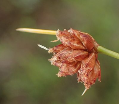 Ficinia laciniata, photographed by Nicola van Berkel