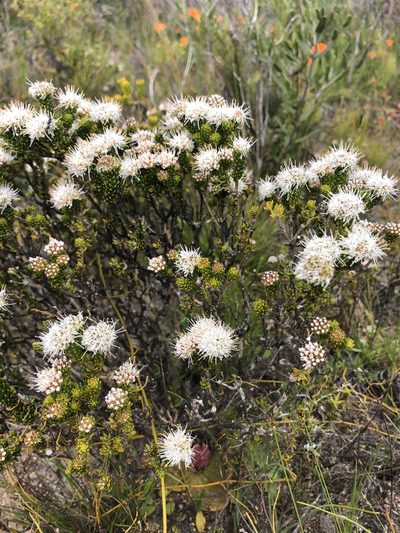 Agathosma geniculata, photographed by Sean Privett