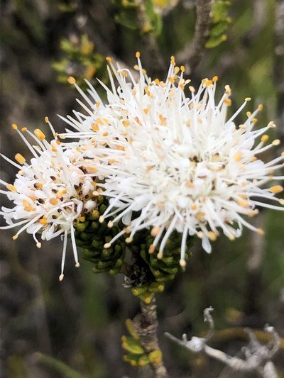 Agathosma geniculata, photographed by Sean Privett