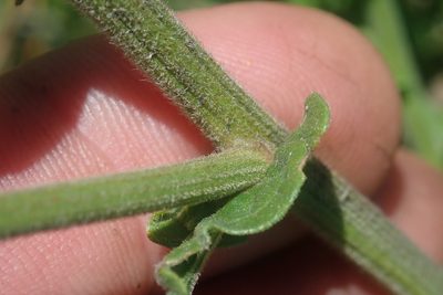Nidorella auriculata, photographed by Jimmy Whatmore