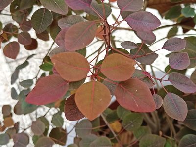 Euphorbia cotinifolia, photographed by Sabarni Sarker