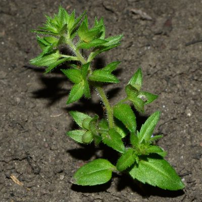 Veronica argute-serrata, photographed by Tatyana Sova