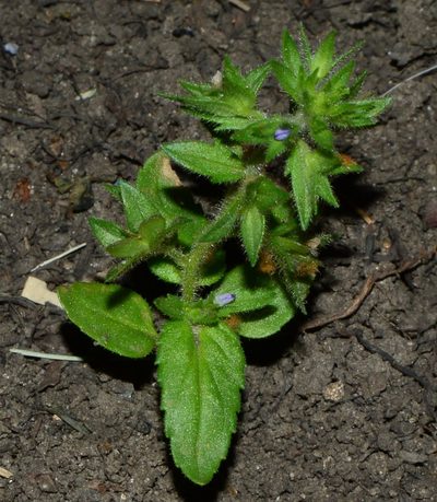 Veronica argute-serrata, photographed by Tatyana Sova