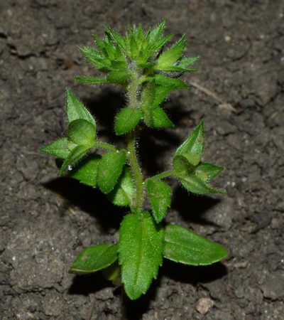 Veronica argute-serrata, photographed by Tatyana Sova