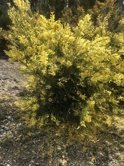 Acacia pravissima, photographed by Mark
