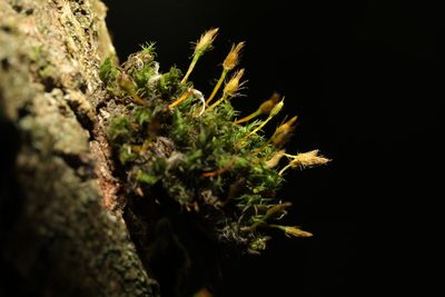 Ulota bruchii, photographed by Stephen James McWilliam