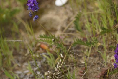 Swainsona lessertiifolia, photographed by Rod Lowther