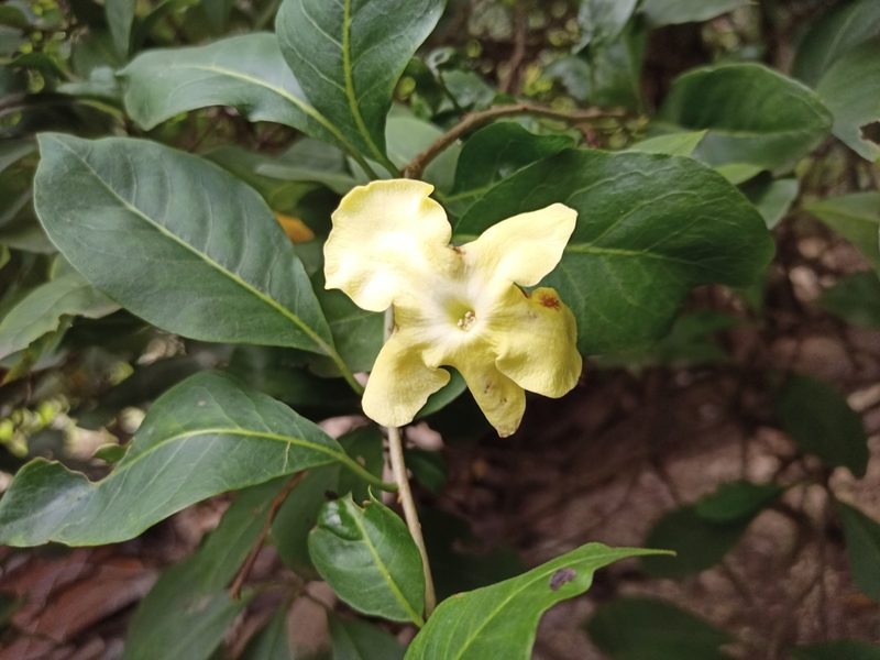 Brunfelsia americana, photographed by Sabarni Sarker