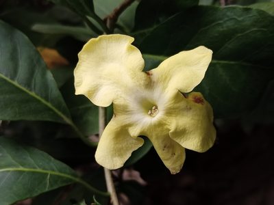 Brunfelsia americana, photographed by Sabarni Sarker