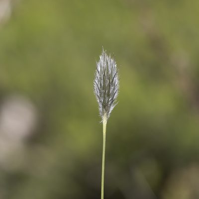 Neurachne alopecuroidea, photographed by Kym Nicolson