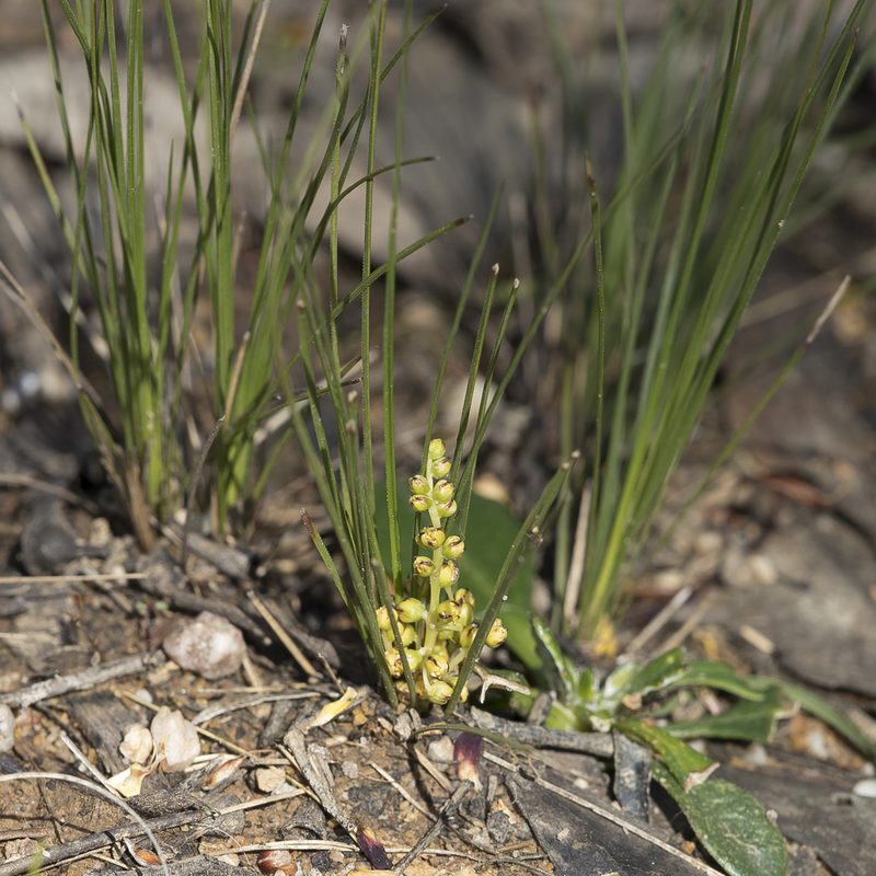 Lomandra fibrata, photographed by Kym Nicolson