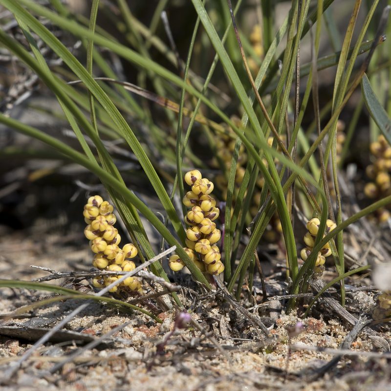 Lomandra sororia, photographed by Kym Nicolson
