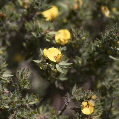 Pultenaea involucrata, photographed by Kym Nicolson