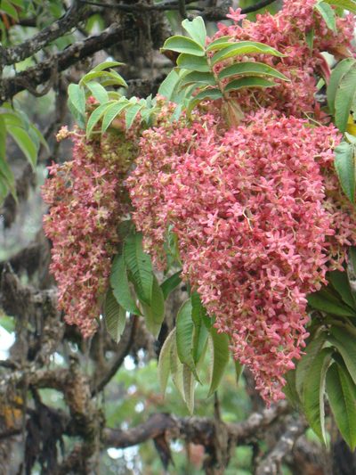Hagenia abyssinica, photographed by Jean-Paul Boerekamps