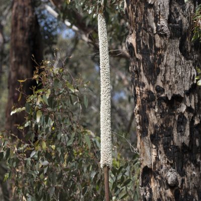 Xanthorrhoea semiplana, photographed by Kym Nicolson