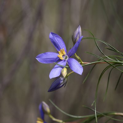Cheiranthera alternifolia, photographed by Kym Nicolson