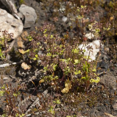 Hydrocotyle callicarpa, photographed by Kym Nicolson