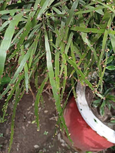 Muehlenbeckia platyclada, photographed by Sabarni Sarker