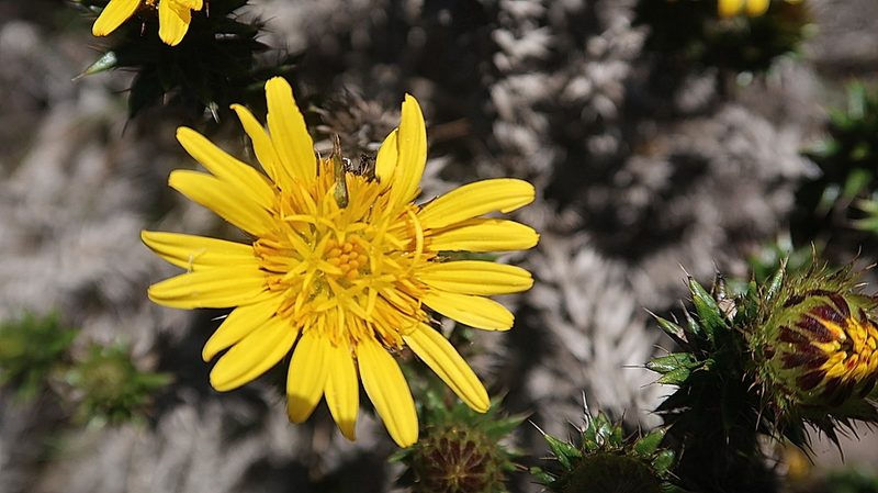 Cullumia carlinoides, photographed by Di Turner