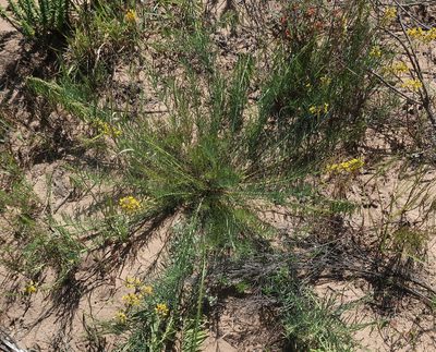 Lebeckia gracilis, photographed by Di Turner