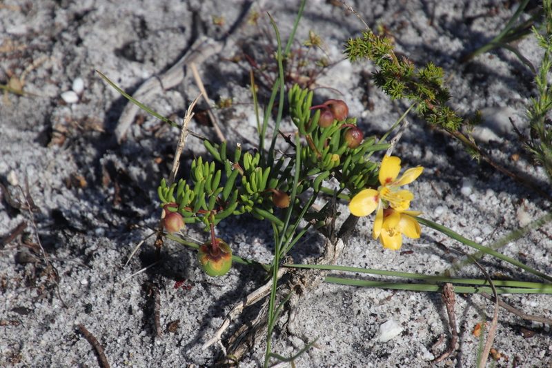 Roepera spinosa, photographed by Tony Rebelo