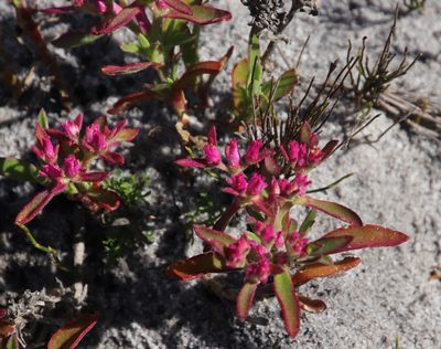 Aizoon paniculatum, photographed by Tony Rebelo