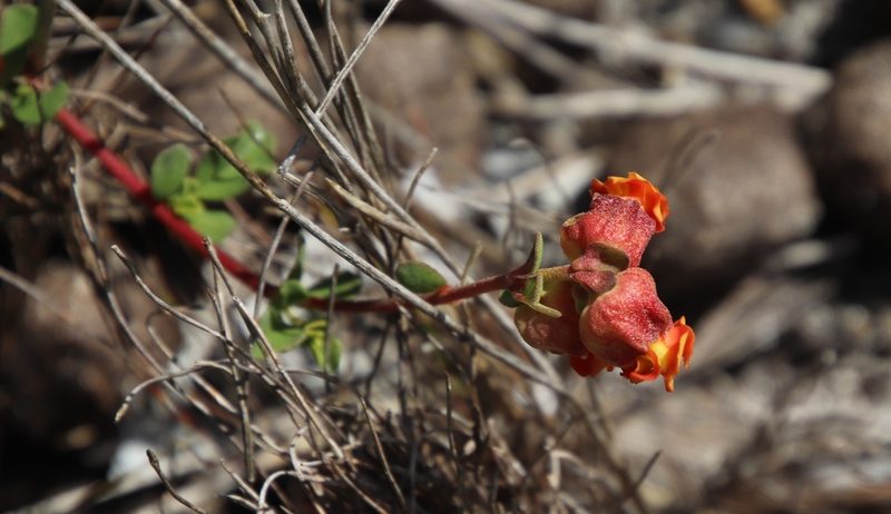 Hermannia ternifolia, photographed by Tony Rebelo