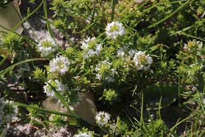 Dischisma ciliatum, photographed by Tony Rebelo