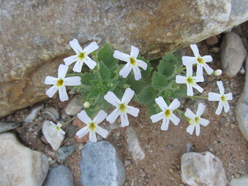 Jamesbrittenia glutinosa, photographed by Caroline Voget