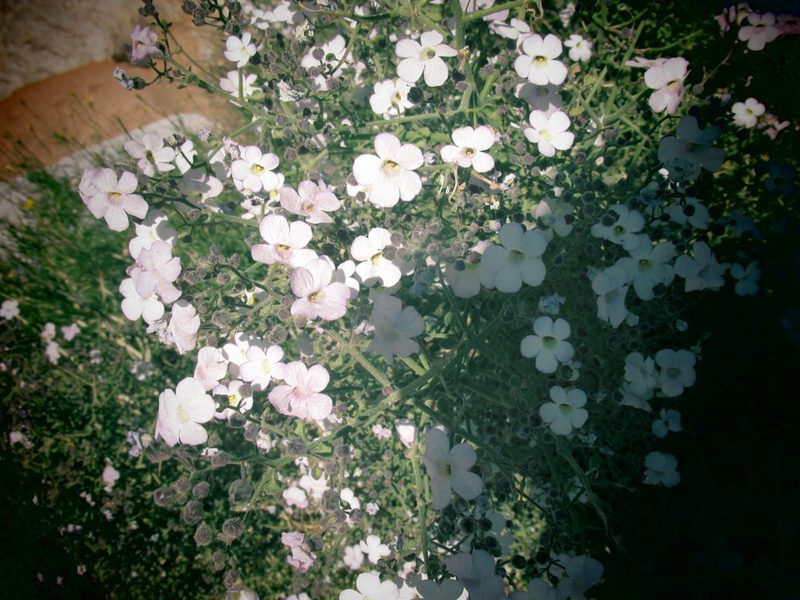 Jamesbrittenia ramosissima, photographed by Caroline Voget