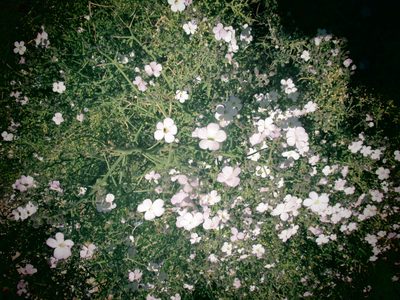 Jamesbrittenia ramosissima, photographed by Caroline Voget
