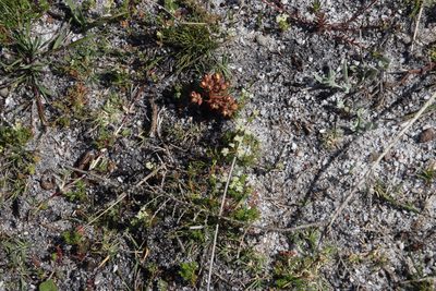Crassula dichotoma, photographed by Tony Rebelo