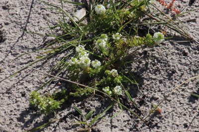 Dischisma ciliatum, photographed by Tony Rebelo