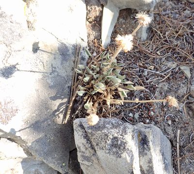 Erigeron aureus, photographed by John Brew
