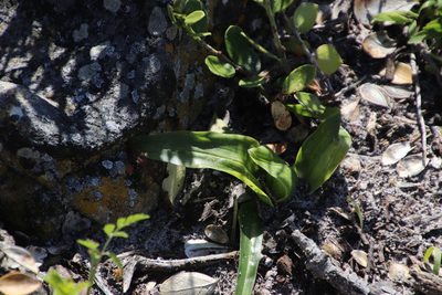 Colchicum eucomoides, photographed by Tony Rebelo