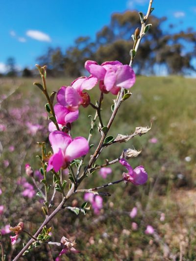 Podalyria microphylla, photographed by Jacques van der Merwe
