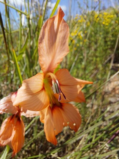 Gladiolus meliusculus, photographed by Jacques van der Merwe