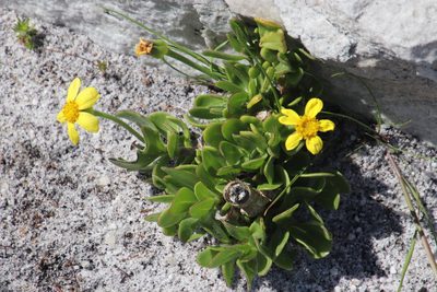 Othonna arborescens, photographed by Tony Rebelo