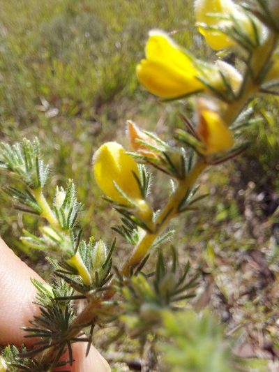 Aspalathus puberula, photographed by Jacques van der Merwe