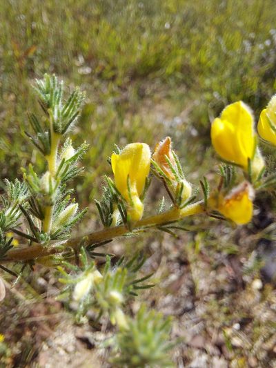 Aspalathus puberula, photographed by Jacques van der Merwe