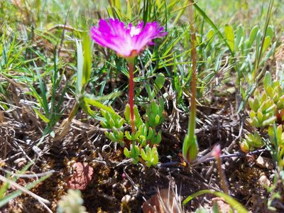 Lampranthus debilis, photographed by Jacques van der Merwe