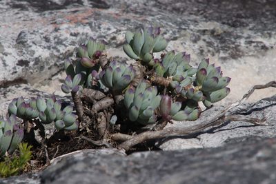 Curio crassulifolius, photographed by Tony Rebelo