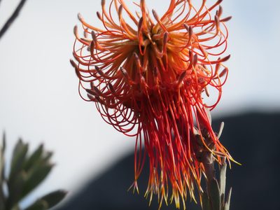 Leucospermum reflexum, photographed by linkie