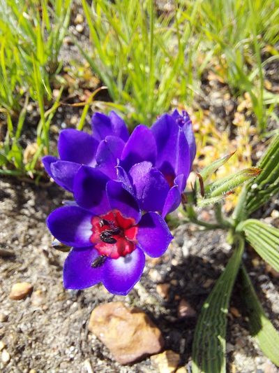 Babiana regia, photographed by Jacques van der Merwe