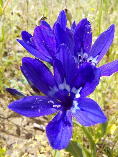 Codonorhiza elandsmontana, photographed by Jacques van der Merwe