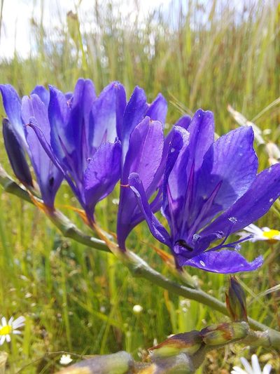 Babiana secunda, photographed by Jacques van der Merwe