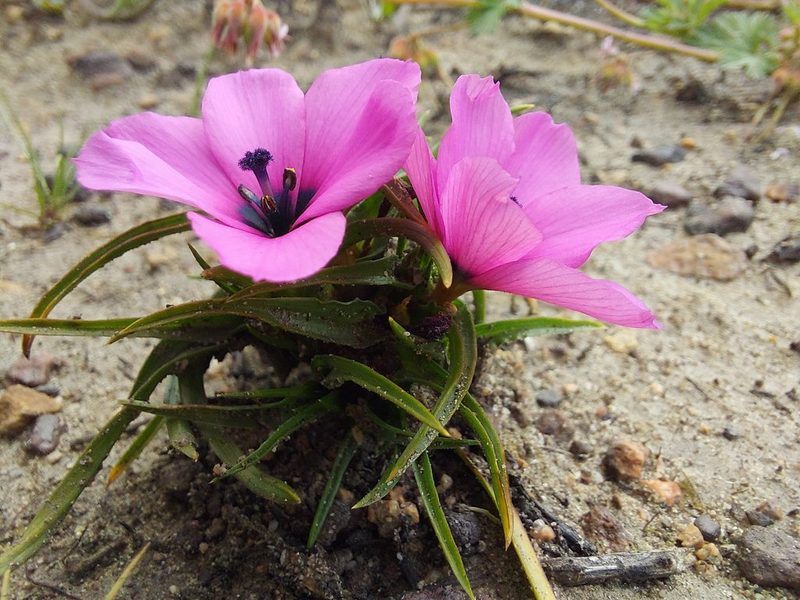 Moraea versicolor, photographed by Jacques van der Merwe