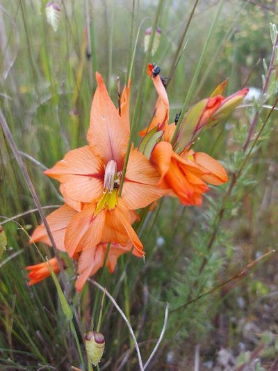 Gladiolus meliusculus, photographed by Jacques van der Merwe