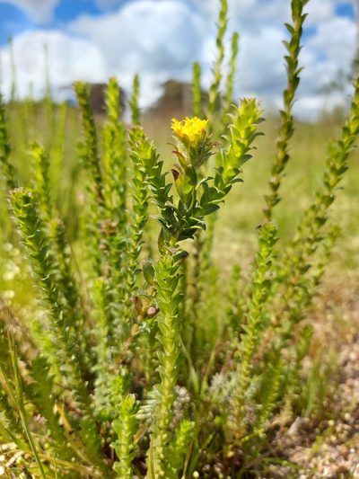 Athanasia capitata, photographed by Jacques van der Merwe